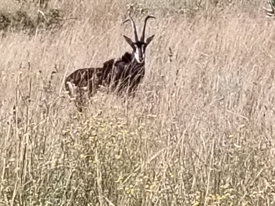 5 Bedroom Property for Sale in Swartruggens North West